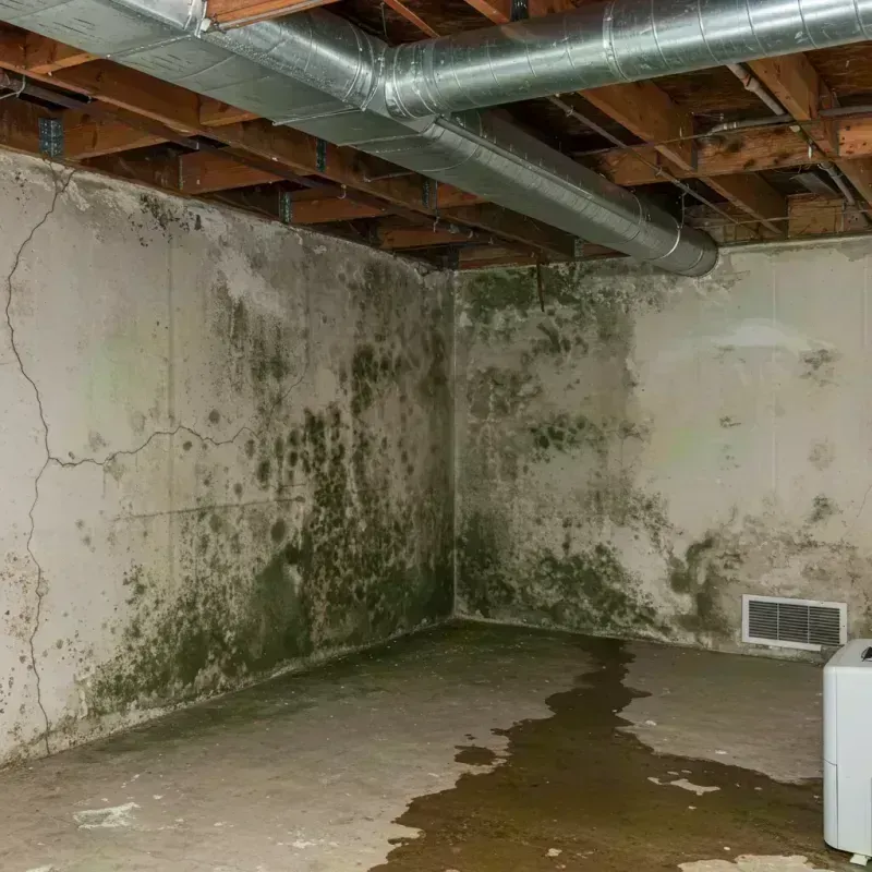 Professional Mold Removal in Wabash County, IL